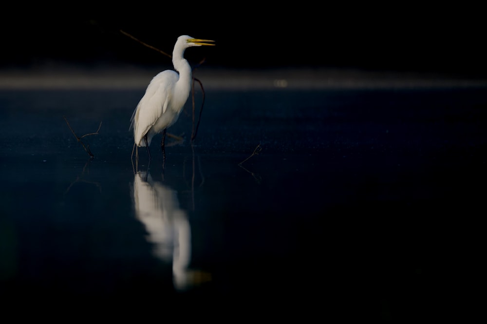 a white bird standing on top of a body of water