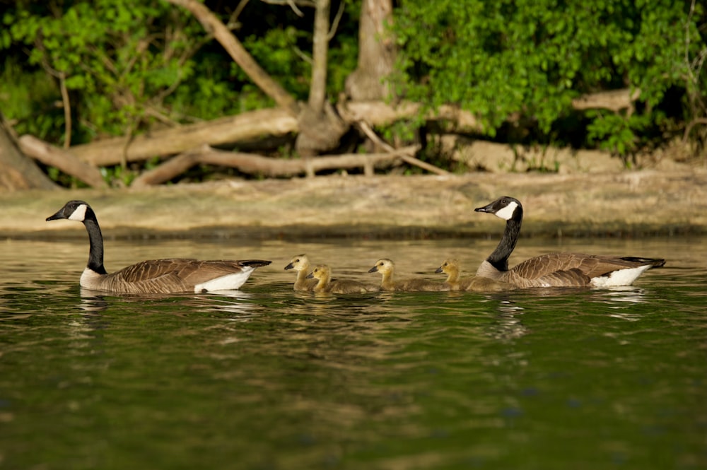 a group of ducks floating on top of a lake