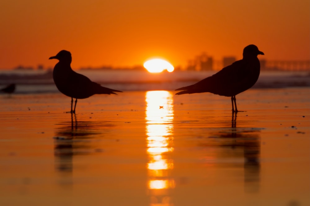 a couple of birds standing on top of a beach