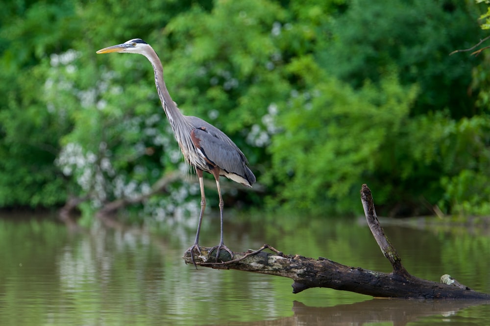 a bird is standing on a branch in the water