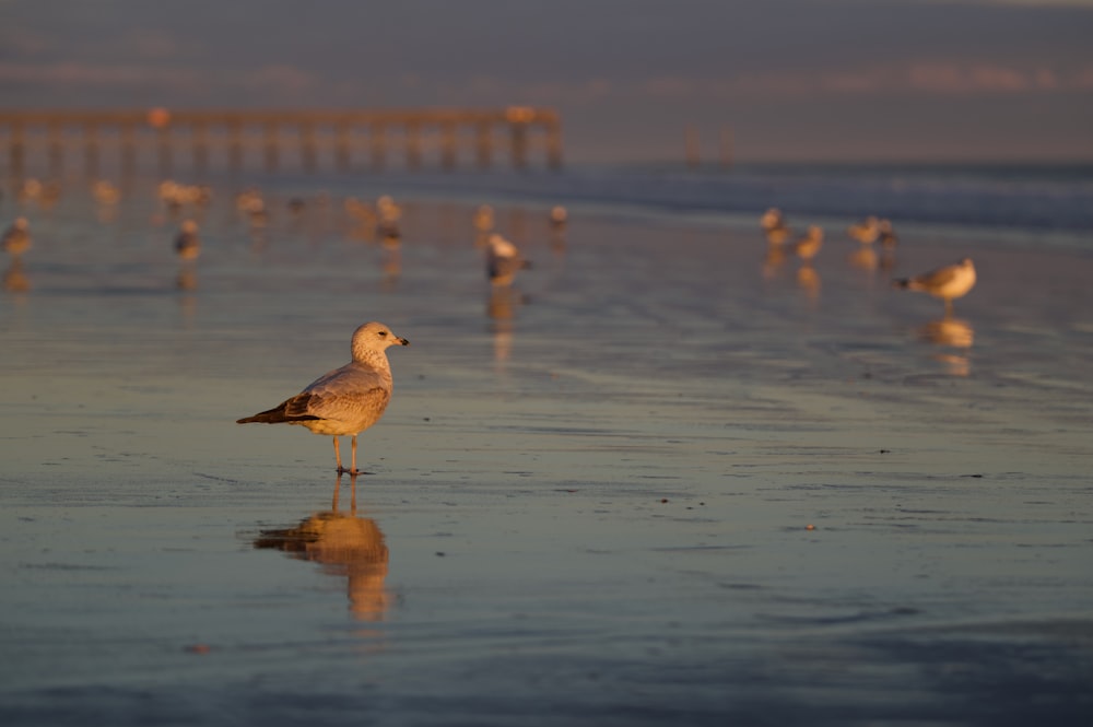 a flock of seagulls on a beach with a pier in the background