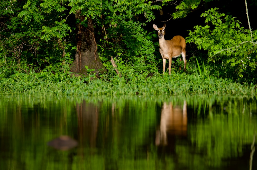 a deer standing next to a body of water