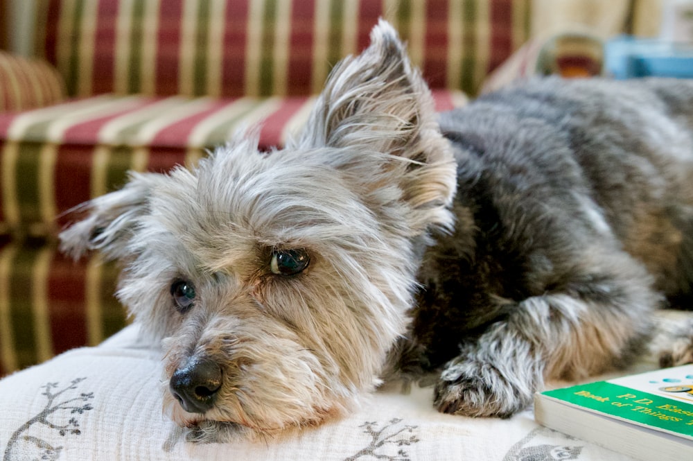 a dog laying on a couch next to a book