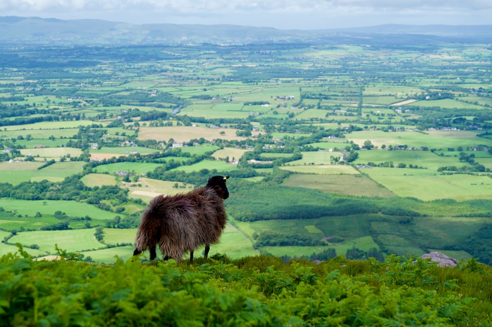 Una capra in piedi sulla cima di una collina verde lussureggiante