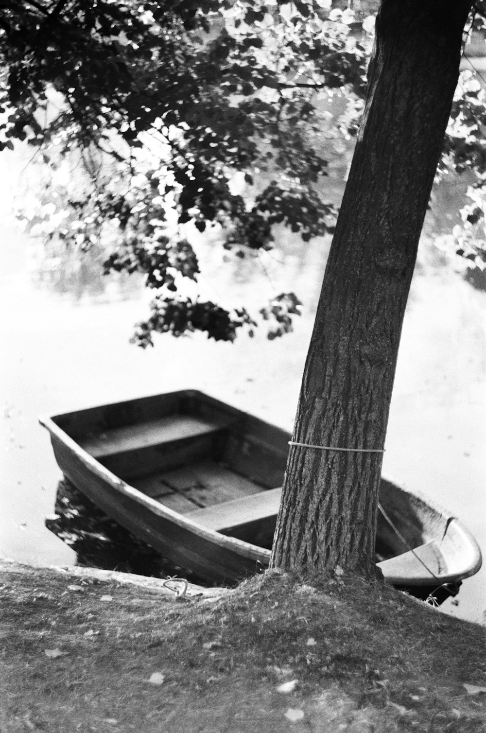 a small boat tied to a tree by the water