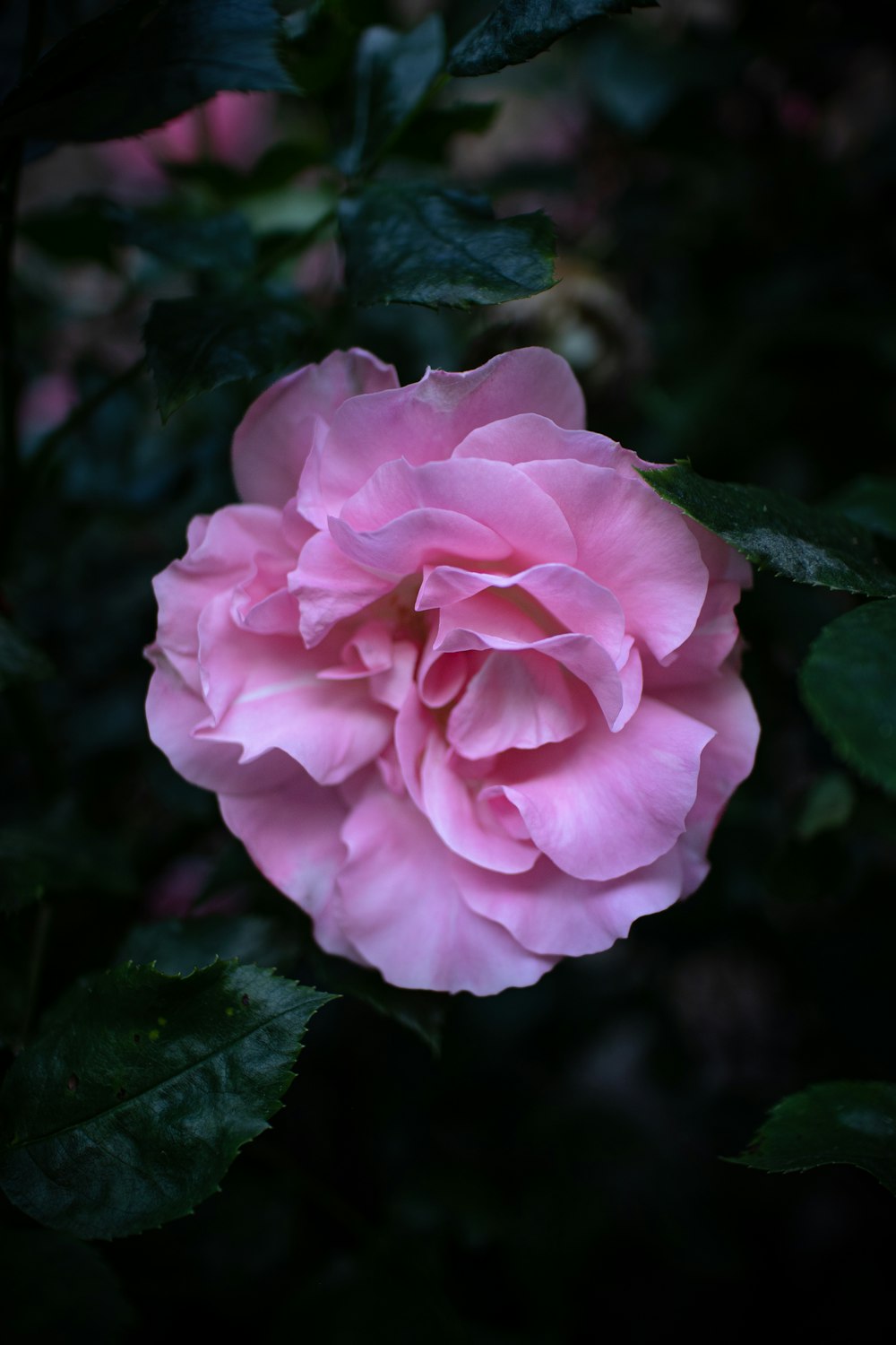 a pink rose is blooming in the dark