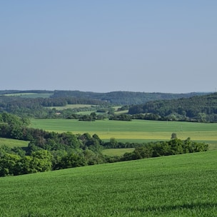 Vast green fields at Ghanalu.
