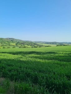 Open green field with clear blue sky and distant hills.