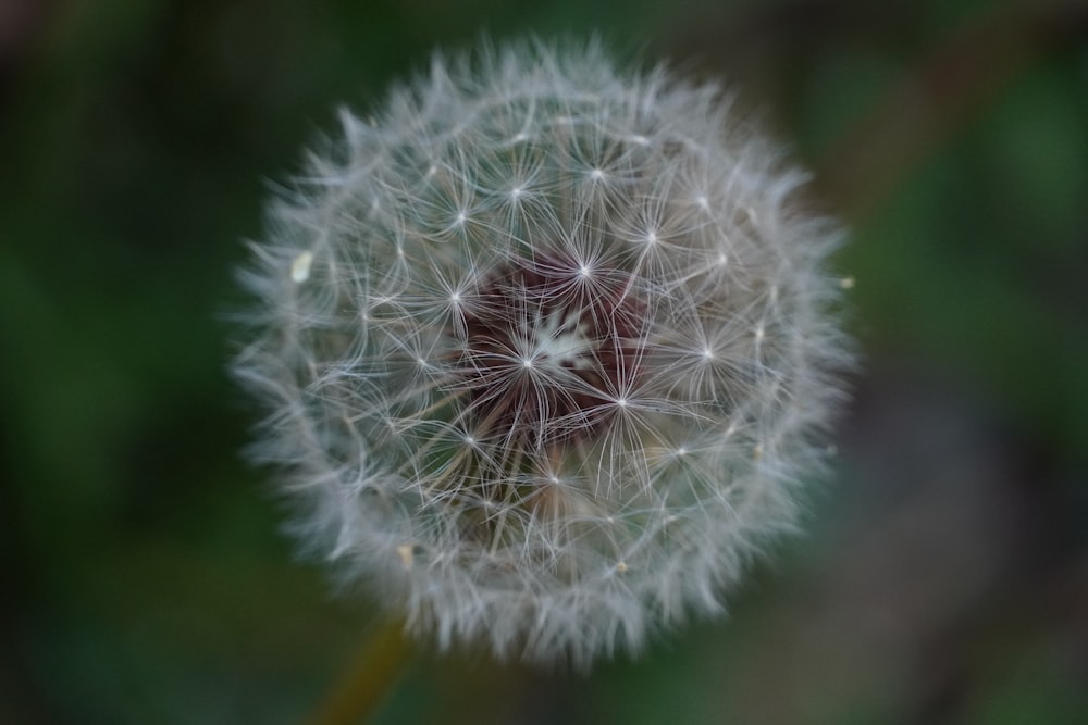 a close up of a dandelion with a blurry background