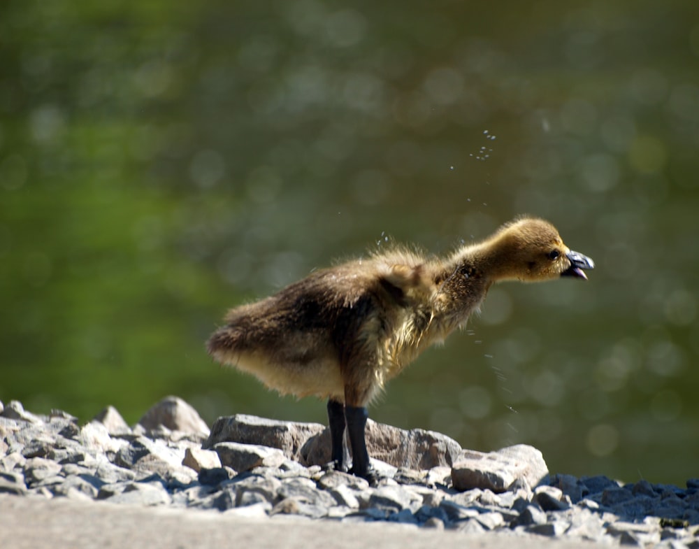 a duckling is standing on a pile of rocks