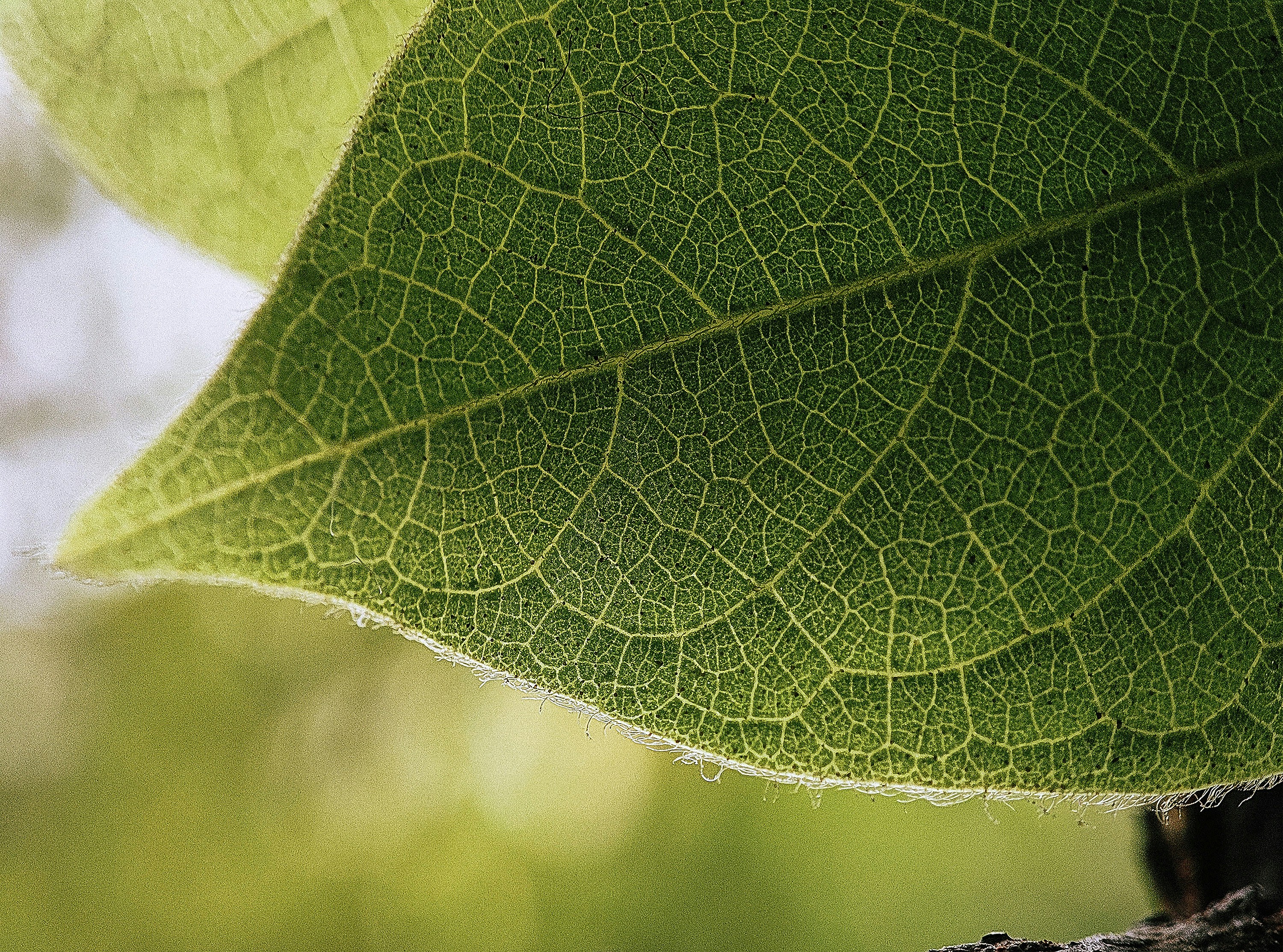 Photo by kashyap_photography1