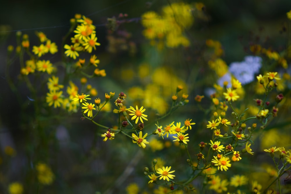 a bunch of yellow flowers in a field