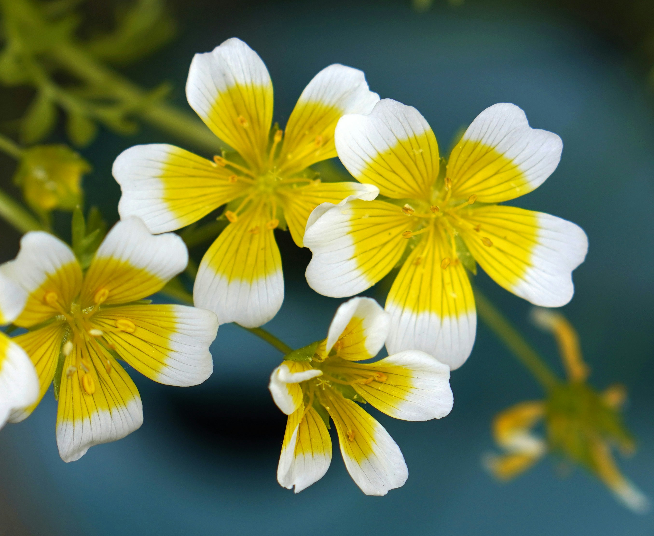 un gruppo di fiori bianchi e gialli con steli verdi
