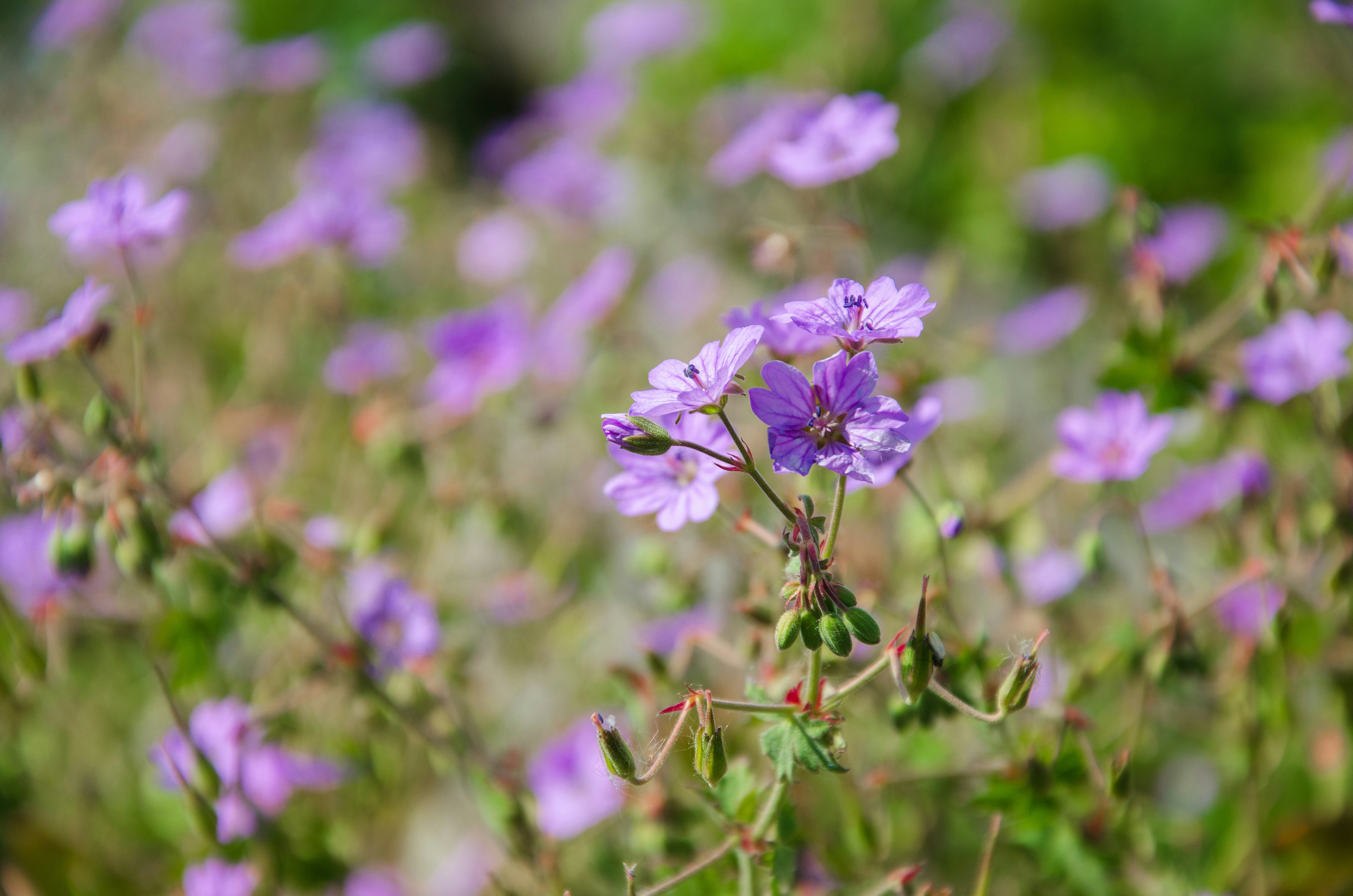 Photo by karin_lehtonen