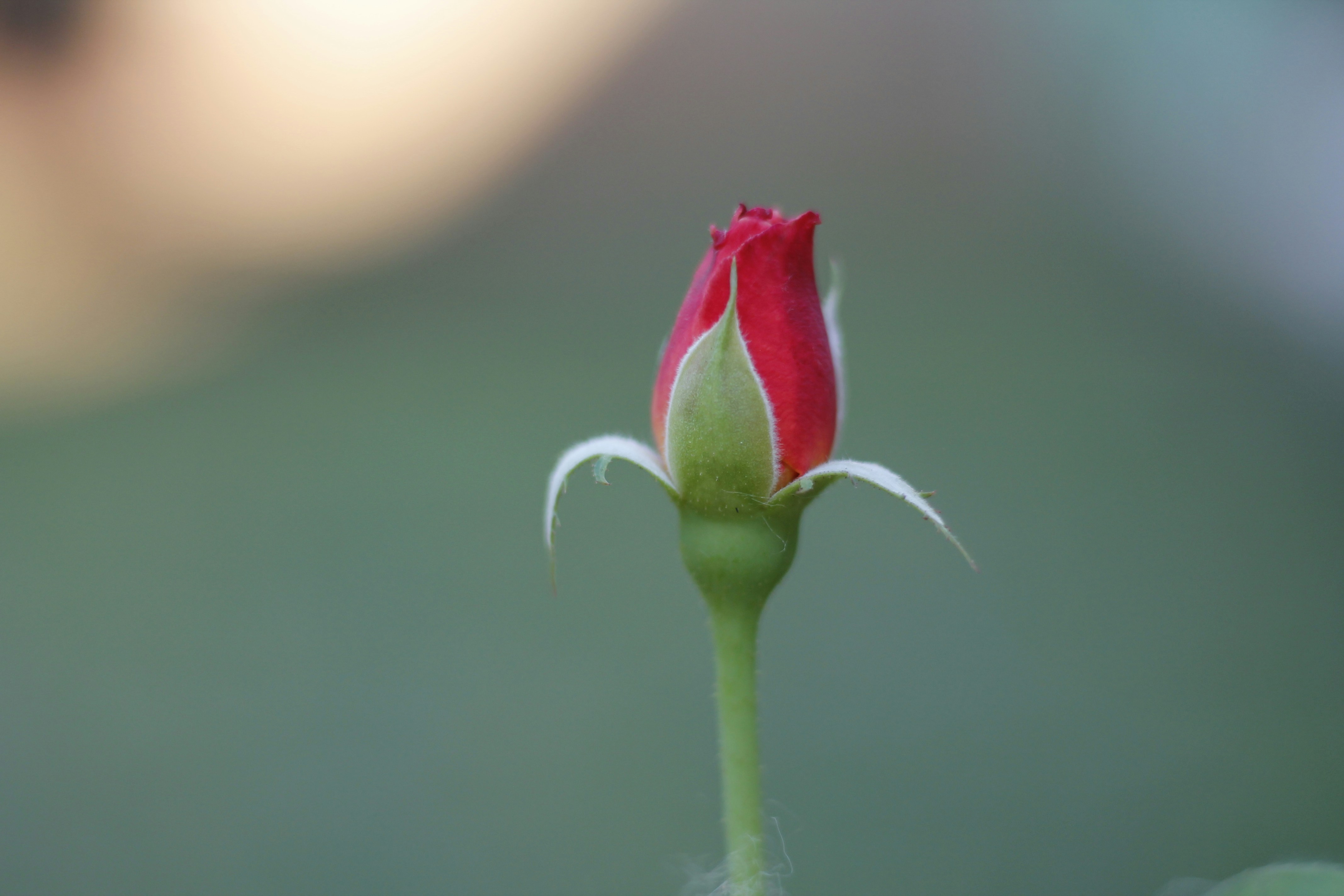 Un solo capullo de rosa roja con un fondo borroso