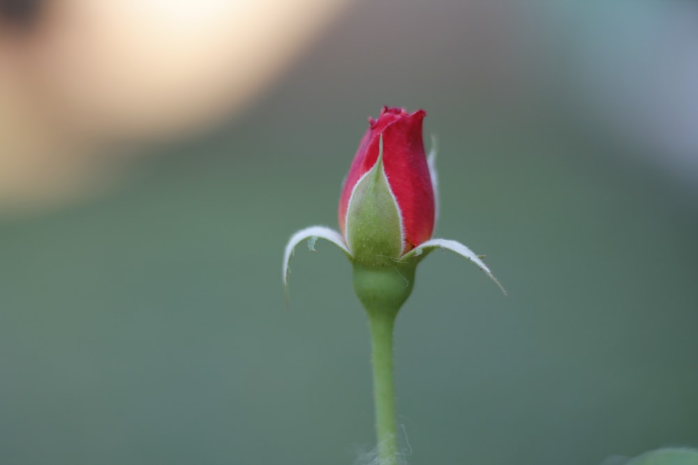 a single red rose bud with a blurry background