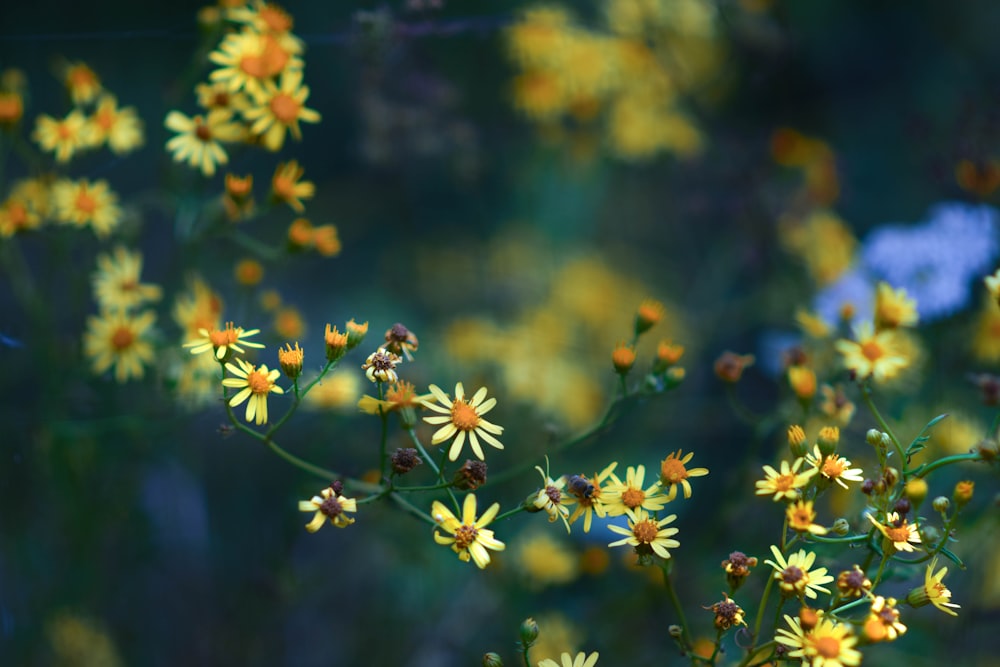 un bouquet de petites fleurs jaunes dans un champ