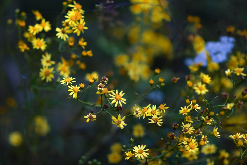 a bunch of yellow flowers that are in the grass