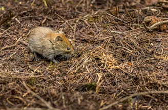 a small rodent walking through the woods