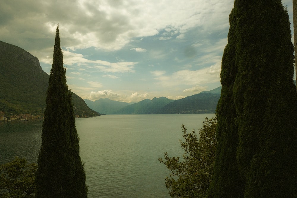 a couple of trees that are next to a body of water