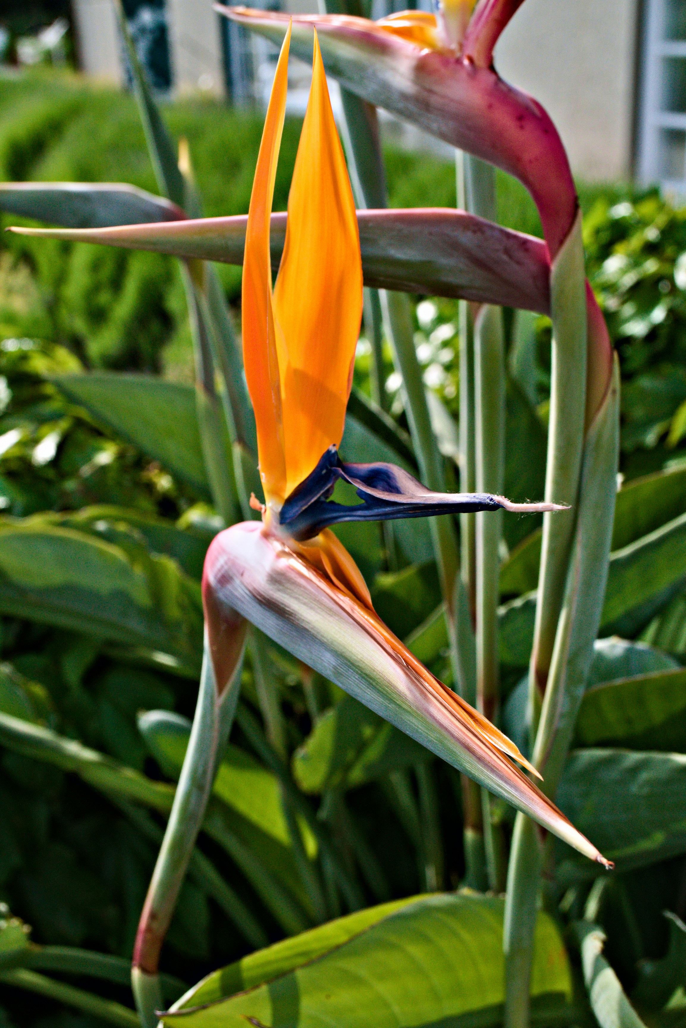 Foto zum Thema Ein Paradiesvogel Blume in einem Garten – Kostenloses ...