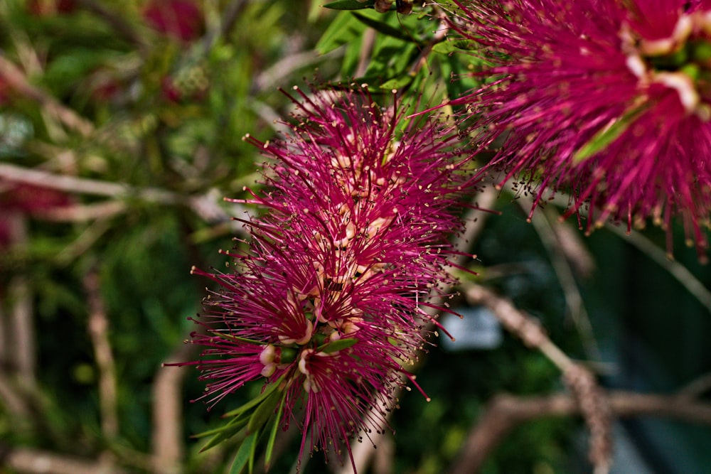 a close up of a pink flower on a tree