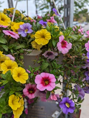 Close-up of lush 10 inch hanging baskets bursting with colorful blooms.