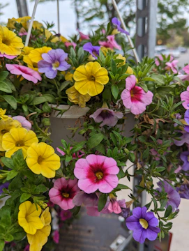Close-up of lush 10 inch hanging baskets bursting with colorful blooms.