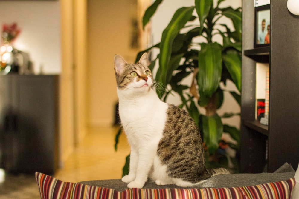 a cat sitting on a pillow in a room