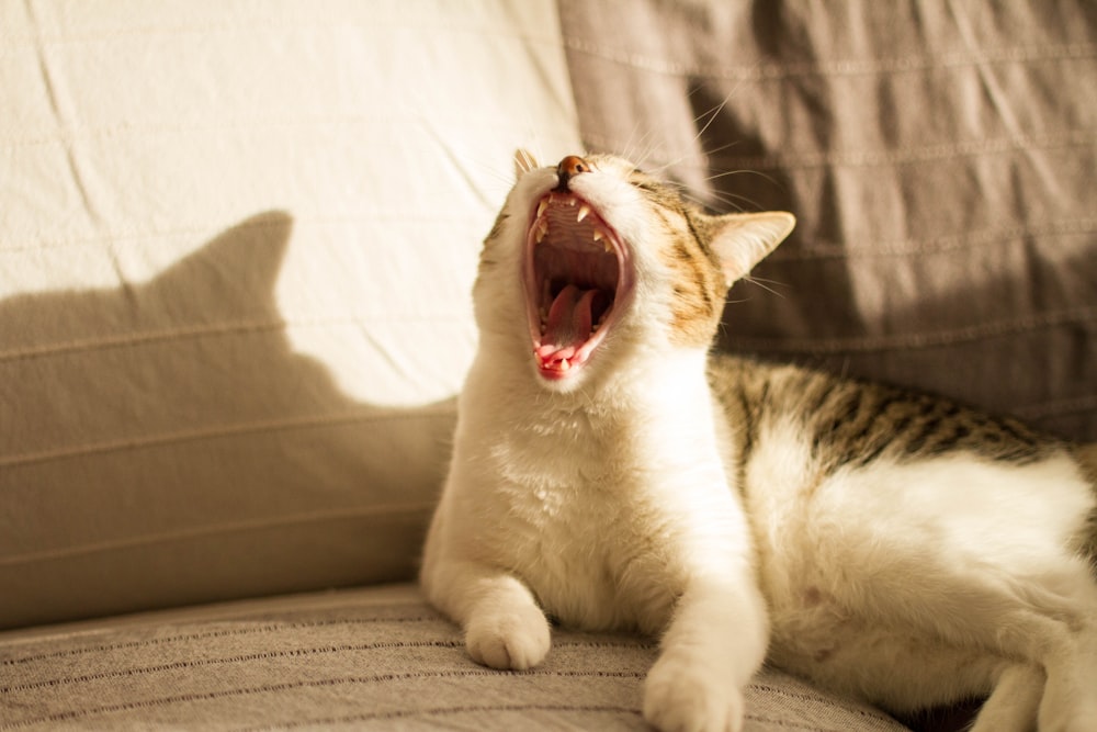 a cat yawns while sitting on a couch