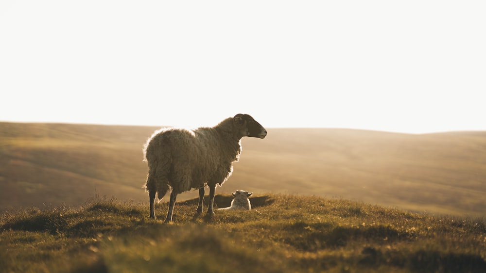 a sheep and a lamb standing on a grassy hill