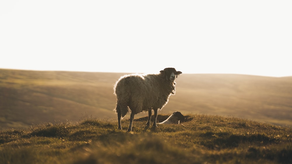 a sheep standing on top of a grass covered hillside