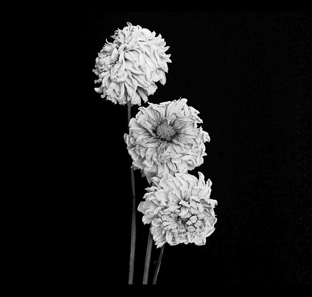 a black and white photo of three flowers