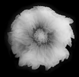 A delicate ink drawing of a blooming flower with fine line details.