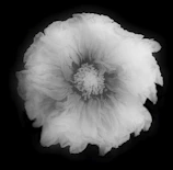 Delicate pencil drawing of a blooming flower with intricate shading.