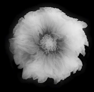 A minimalist ink drawing of a single flower on white paper.