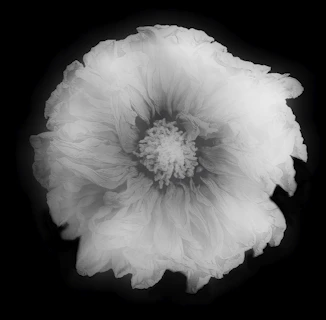 A minimalist ink drawing of a single flower on white paper.