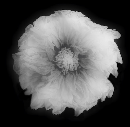 A delicate ink drawing of a blooming flower with fine line details.