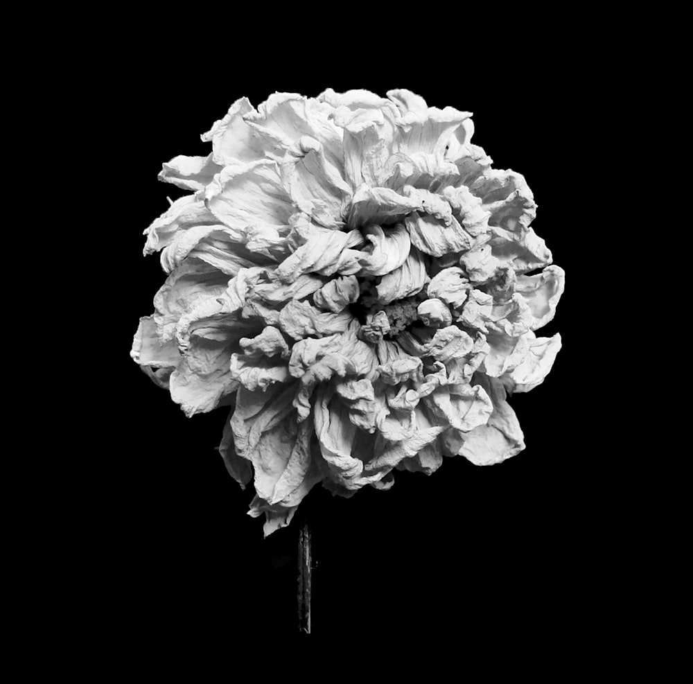 a black and white photo of a flower