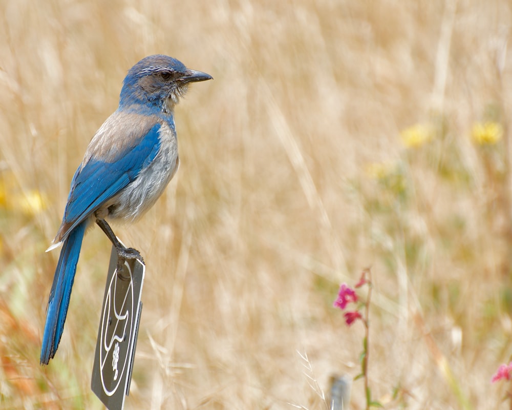 a blue bird sitting on top of a sign in a field