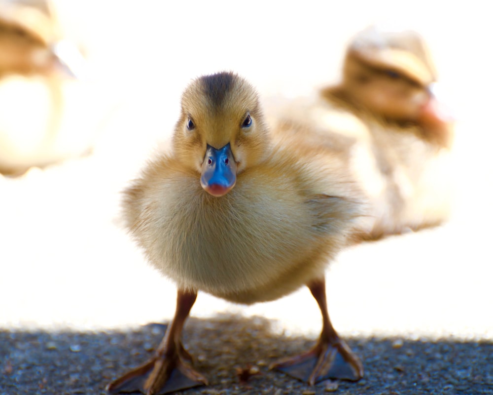 a duck with a blue beak standing next to another duck