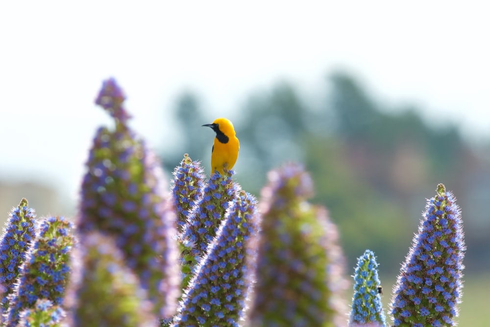 a yellow bird sitting on top of a purple flower