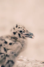 Close-up of a one-month-old game fowl chick with bright eyes and soft feathers.