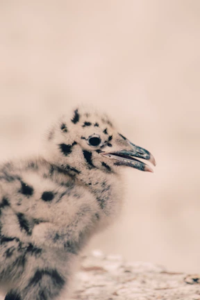 A close-up of a vibrant young chick with soft feathers in the morning light.