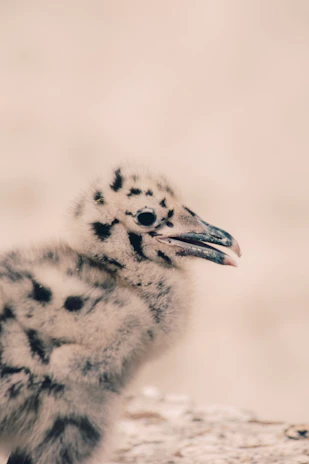 Close-up of a one-month-old game fowl chick with bright eyes and soft feathers.