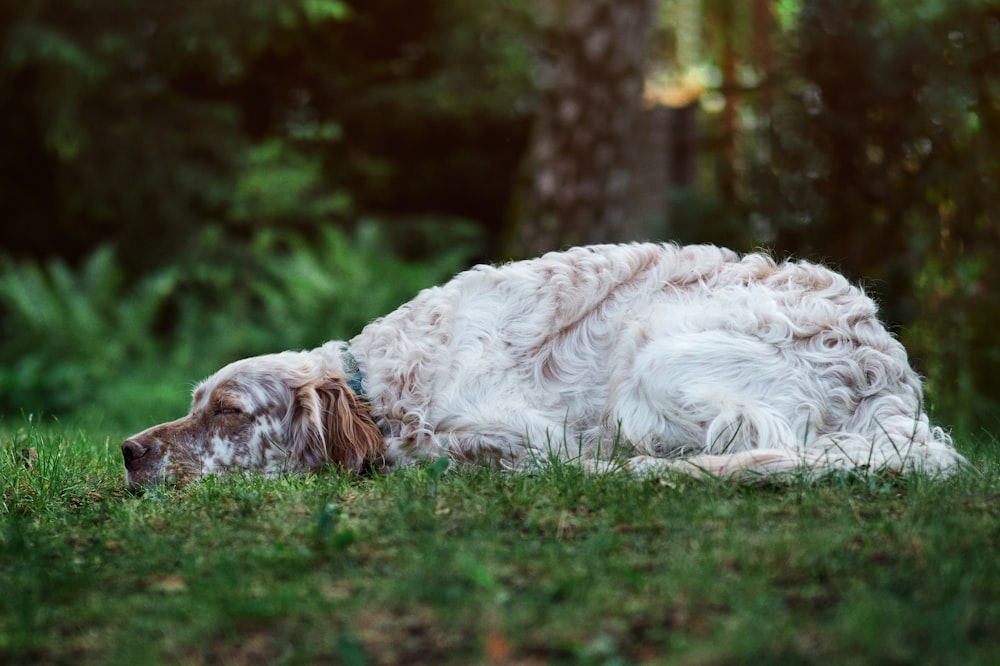 a white and brown dog laying on top of a lush green field
