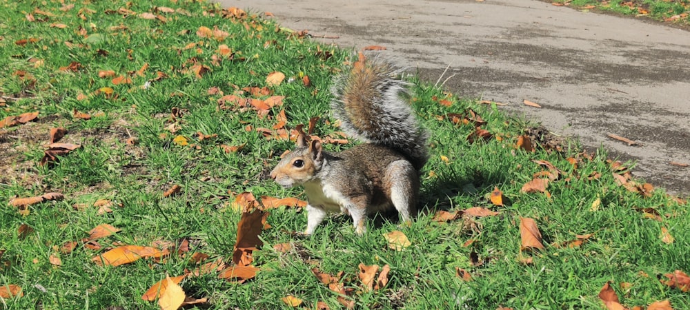 a squirrel standing on top of a lush green field