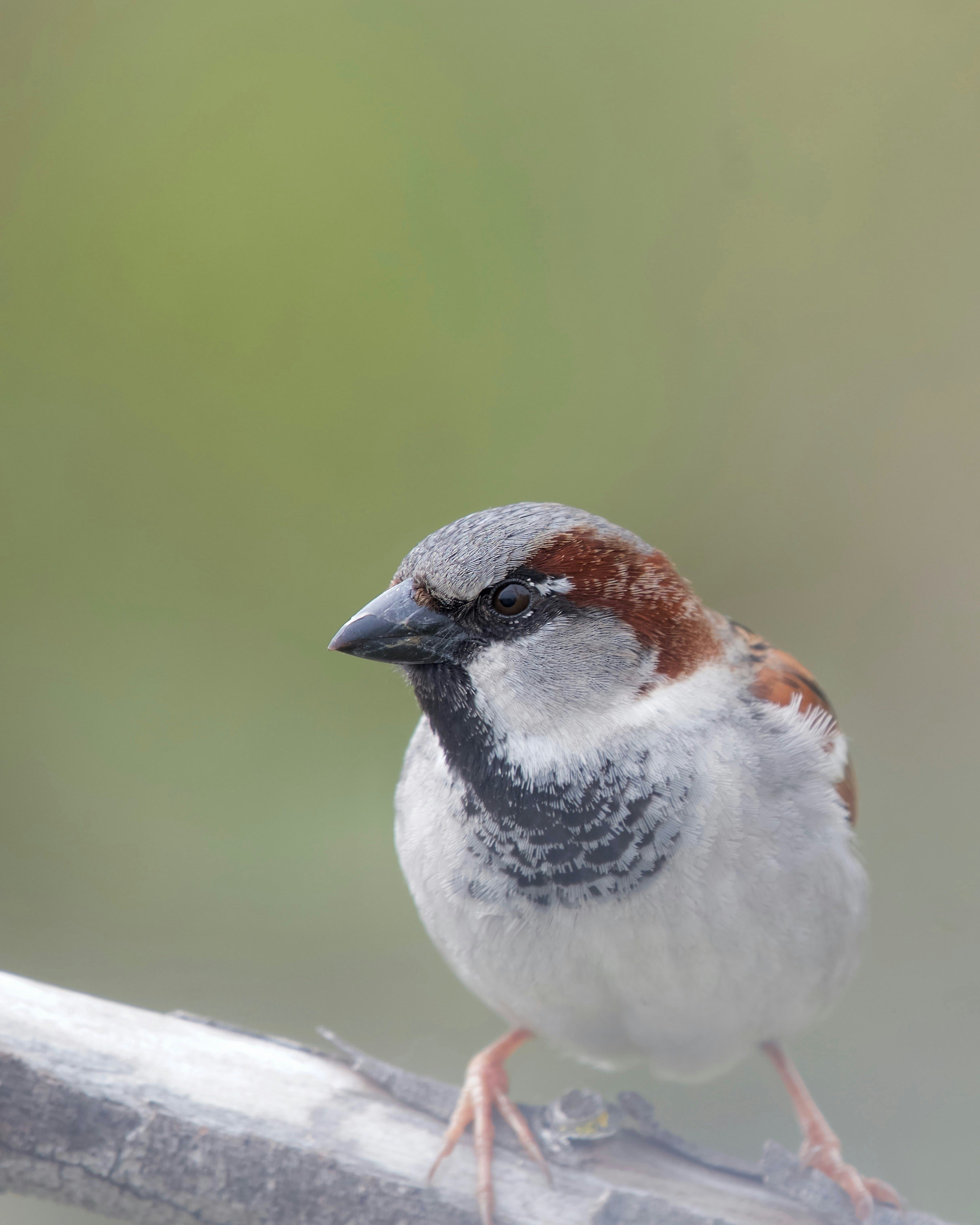 a small bird sitting on top of a wooden rail