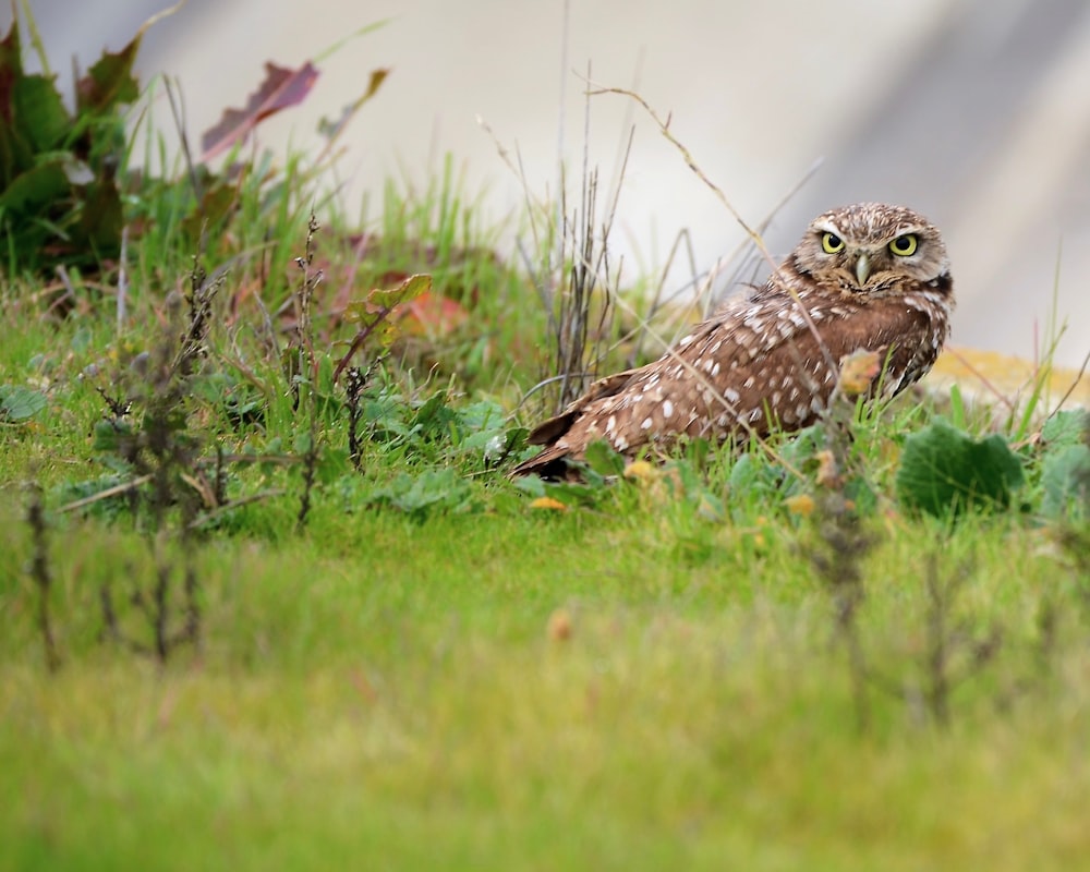 a small owl is sitting in the grass