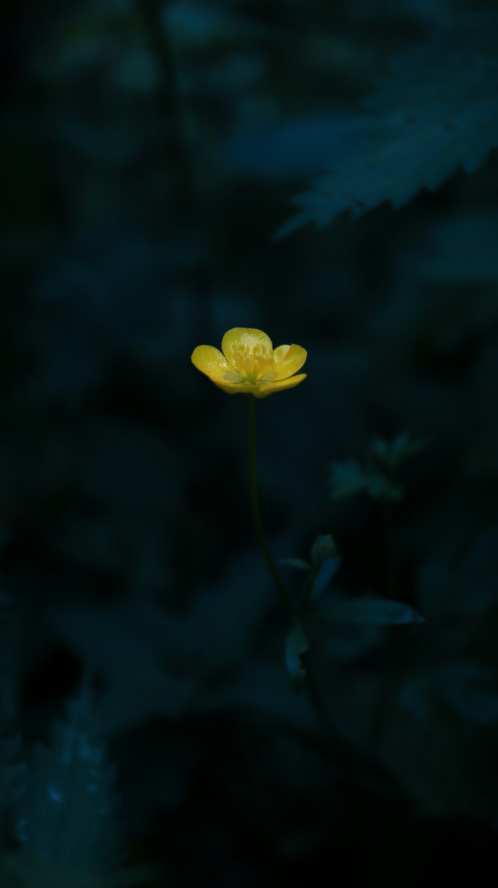 a single yellow flower in the dark